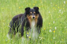 Glory auf der Wiese